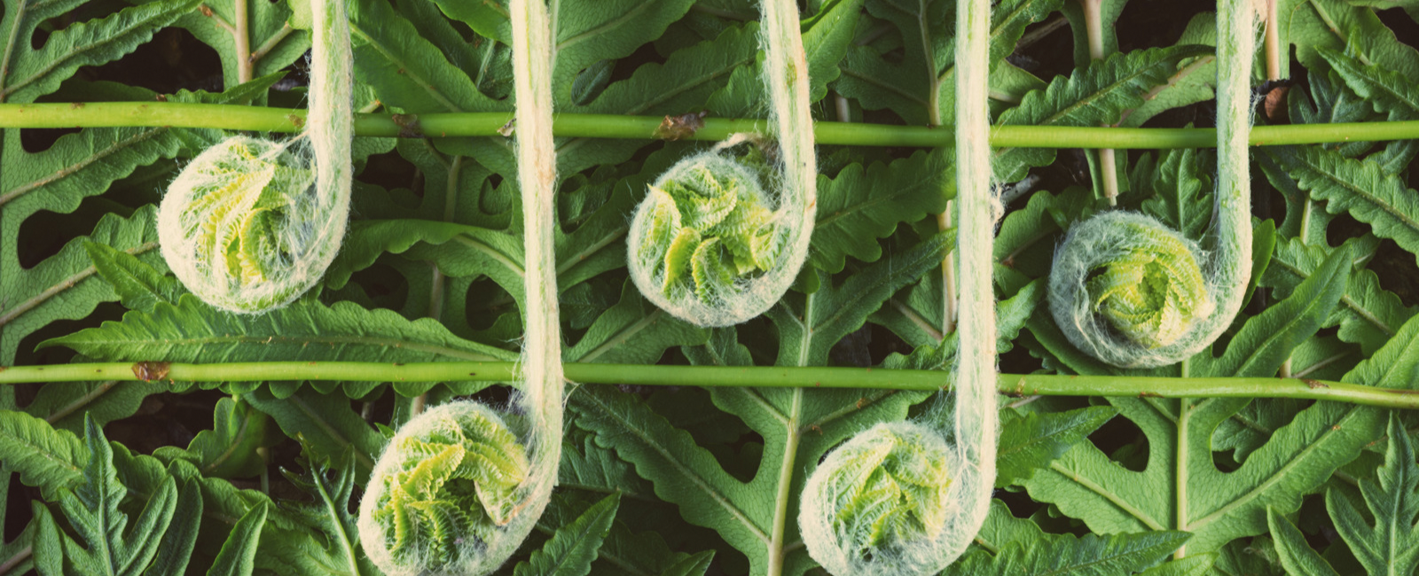 The Beauty of Nature: a Muse for WV Musicians